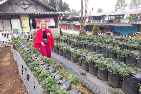 Tangkuban Perahu Crater Tour from Bandung Tangkuban Perahu, Kawah Domas & Orchid Forest