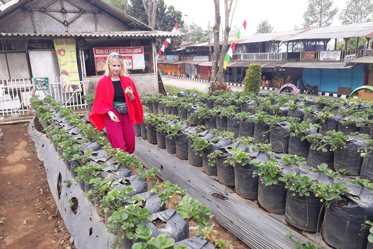 Tangkuban Perahu Crater Tour from Bandung Tangkuban Perahu, Kawah Domas & Orchid Forest