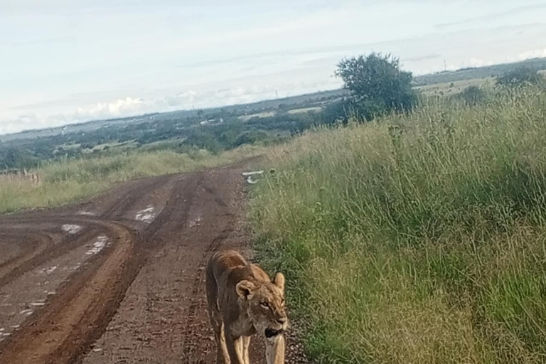 Nairobi National Park Half-Day Safari – Wildlife Game Drive