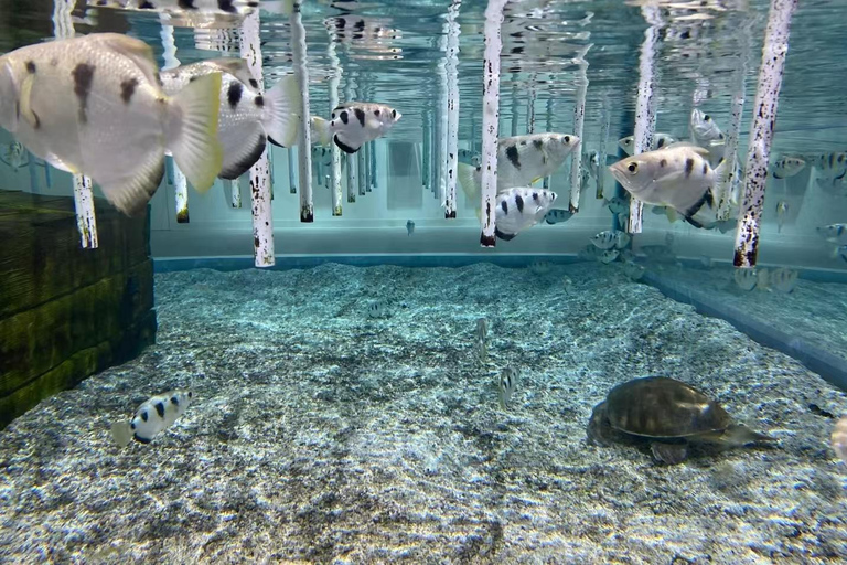 Osaka: NIFREL Interactive Aquazoo Entry Ticket