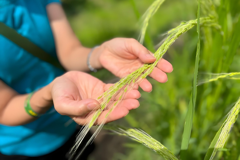Ubud Half-Day: Rice Fields, Batuan Kaler Temple & Waterfall