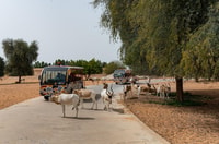 Dubai, Dubai Safari Park - Housity