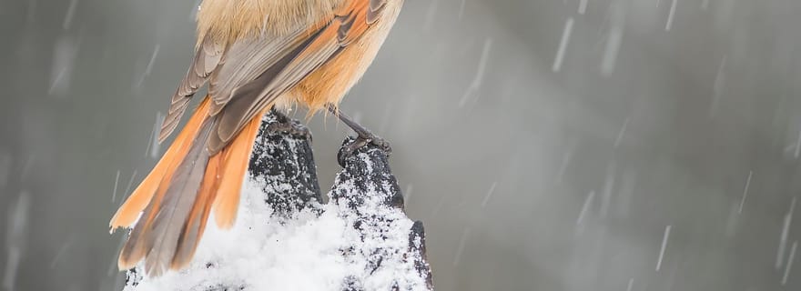 Parc national de Riisitunturi : excursion avec un chien de Laponie