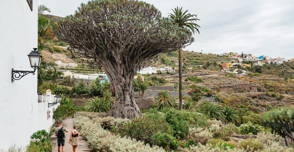 Icod de los Vinos: Dragon Tree & Botanical Garden Ticket