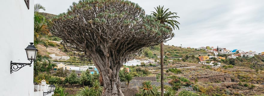 Icod de los Vinos : Billet pour le Jardin Botanique et le Dragonier