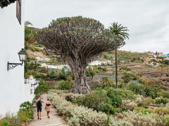 Icod de los Vinos: Drago Milenario y Jardín Botánico