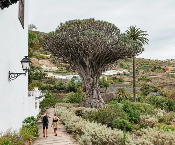 Dragon Tree & Botanical Garden Ticket