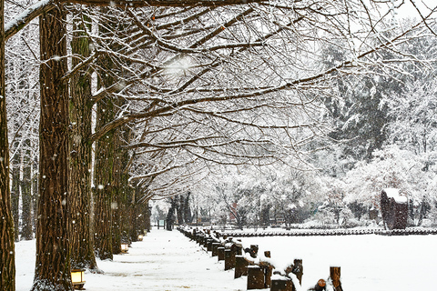 From Seoul: Mt. Seoraksan, Nami Island, Morning Calm Garden