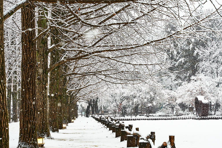 From Seoul: Mt. Seoraksan, Nami Island, Morning Calm Garden