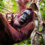 Medan: Gunung Leuser Wildlife Viewing Day Trip with Transfer