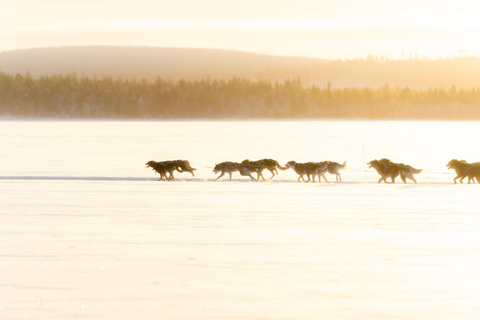 Rovaniemi: Insider 5km Husky Sledding Tour
