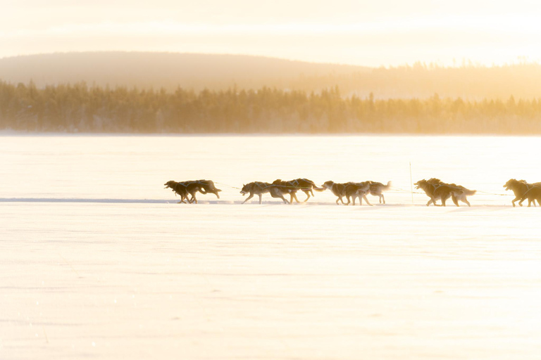 Rovaniemi: Insider 5km Husky Sledding Tour