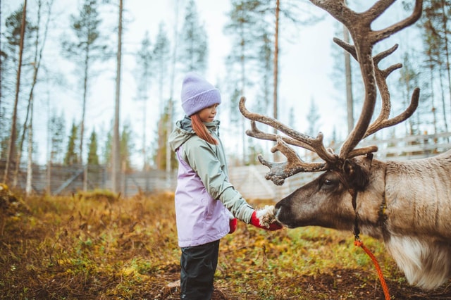 Rovaniemi: Meet and Feed Reindeer
