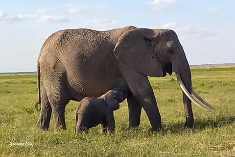 1-DNIOWA WYCIECZKA PARK NARODOWY AMBOSELI Z NAIROBI BUDŻETOWE SAFARI.