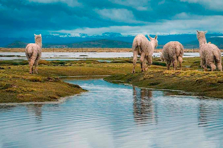 Z Arequipy: wycieczka do wodospadów Pillones || Cały dzień||