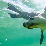 Perth: 2-Day Pinnacles, Sea Lions, and Seafood Tour