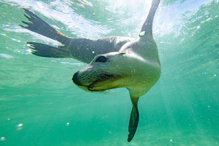 Perth: 2-Day Pinnacles, Sea Lions, and Seafood Tour