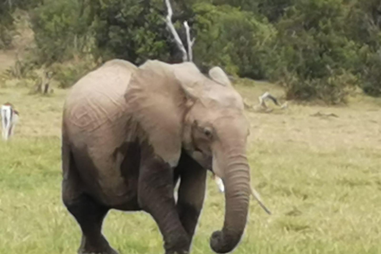 Excursion d&#039;une journée au parc national d&#039;Amboseli