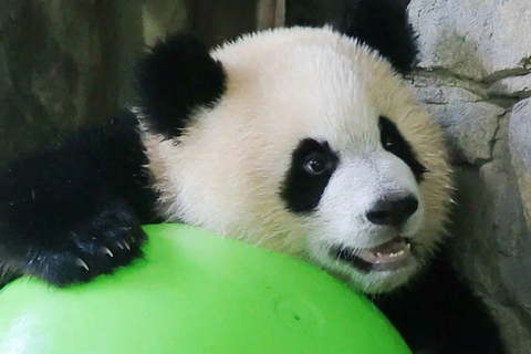 Shanghai Zoo Ticket with PDF Guide & Concierge