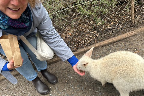 Vanuit Adelaide: Knuffel een Koala en historische Hahndorf Tour