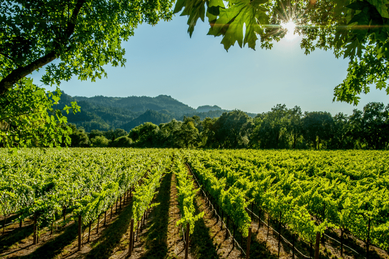 Visite privée de luxe : Sites antiques de Némée et dégustation de vin