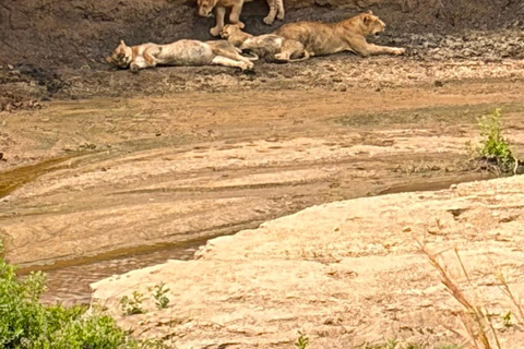 From Zanzibar: 2-Day Mikumi National Park Safari with Train