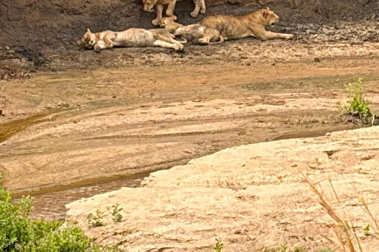 From Zanzibar: 2-Day Mikumi National Park Safari with Train