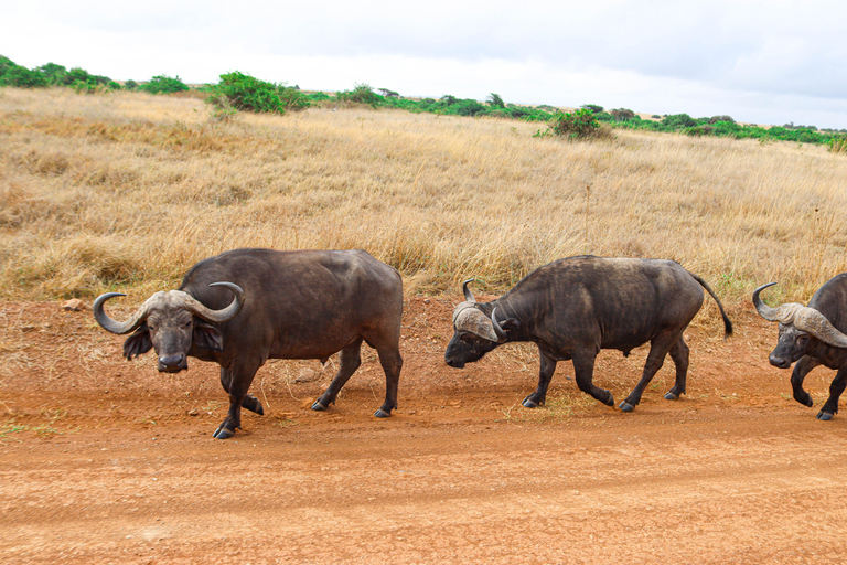 Rondleiding Nationaal Park Nairobi, halve dag