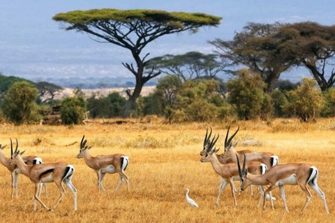 3 Days, 2 nights safari to Samburu National Reserve 3 Days private safari in a 4x4 Landcruiser jeep