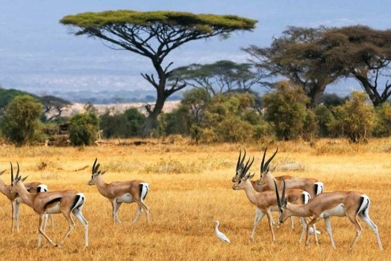 3 Days, 2 nights safari to Samburu National Reserve 3 Days private safari in a 4x4 Landcruiser jeep