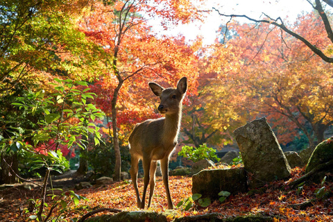 From Osaka: Hiroshima, Miyajima & Itsukishima Day Trip WINTER WONDER