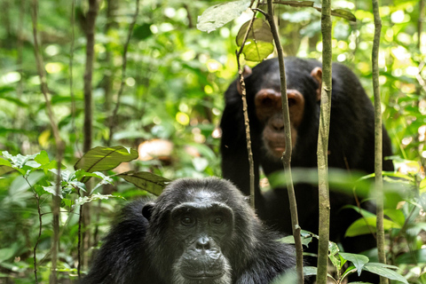 Kibale National Park Chimpanzee Trekking, Culture, Farm tour