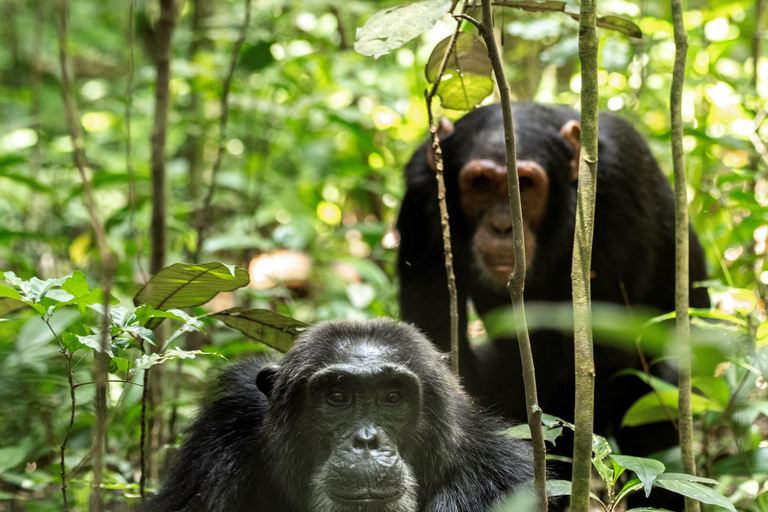 Kibale National Park Chimpanzee Trekking, Culture, Farm tour
