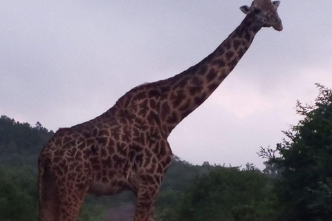 Nairobi: Half Day guided tour to Nairobi National Park