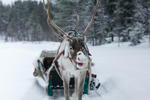 Rovaniemi: Safari z reniferami i 2,5-kilometrowa przejażdżka saniamiSafari z reniferami i 2,5-kilometrowa przejażdżka saniami