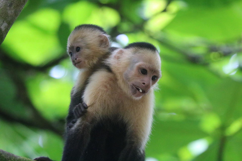 Parc national du Corcovado, station San Pedrillo, randonnée d&#039;une journée