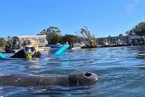 Crystal River: Swim with Manatees Private Tour Free Photos