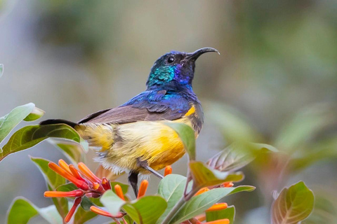 13 Days of Wild Wonder Kenya &amp; Tanzania Safari in a 4x4 Jeep