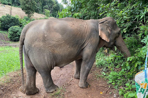 مغامرة لمدة 2-3 أيام في شيانغ ماي: قبائل التلال والفيلة والنهر2 أيام 1 ليلة واحدة: الحياة المحلية ورعا