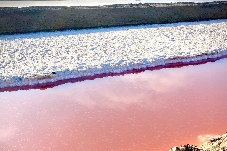 Walvis Bay: Seal Kayaking Adventure with Brunch