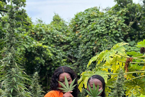 Visite d&#039;une ferme de marijuanaDe Falmouth/ Trelawny