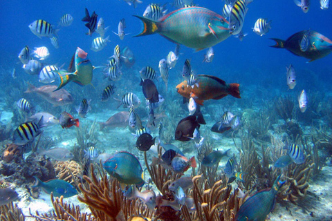 Bayahibe: Catalina Island Scuba Diving Tour with Lunch