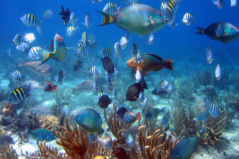 Bayahibe: Catalina Island Scuba Diving Tour with Lunch