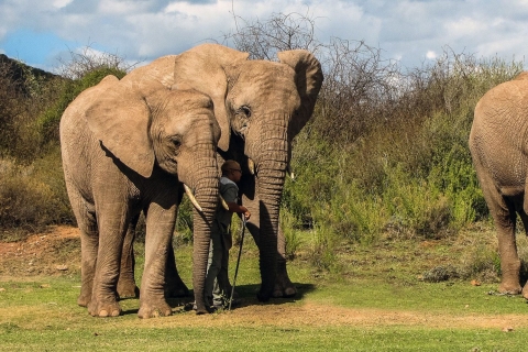 Z Kapsztadu: 2-dniowa wycieczka po południowoafrykańskim safariPakiet pobytowy Deluxe