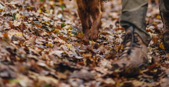 Istria: Truffle Hunting, Tasting, and Heritage Private Tour