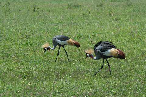 Ostateczna 6-dniowa prywatna przygoda na safariNajlepsza 6-dniowa prywatna przygoda na safari