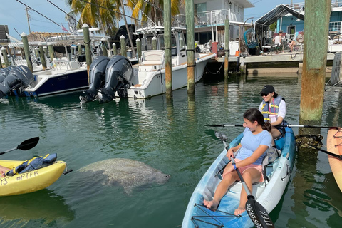 Tavernier, FL: Mangrove and Manatees Guided Kayak Eco Tour