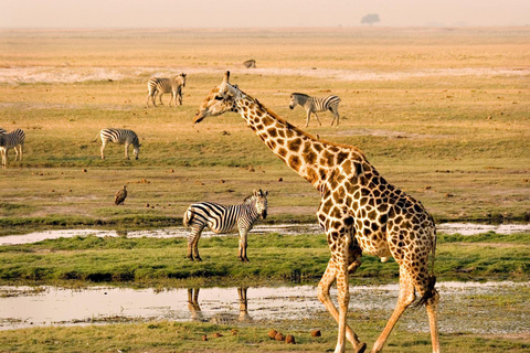 7-Day Mobile Camping Safari in Chobe &amp; MoremiPrivate Tour in English