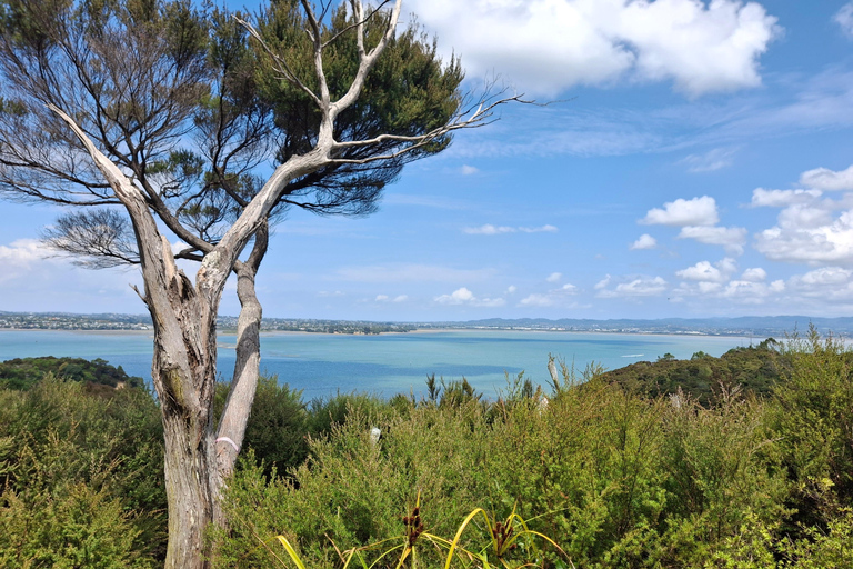 Auckland: Nature, Art, Seaside and Sugar Tour