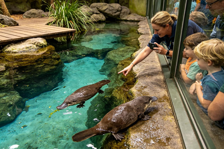 Brisbane: Lone Pine Koalas & Aussie Wildlife Guided Tour